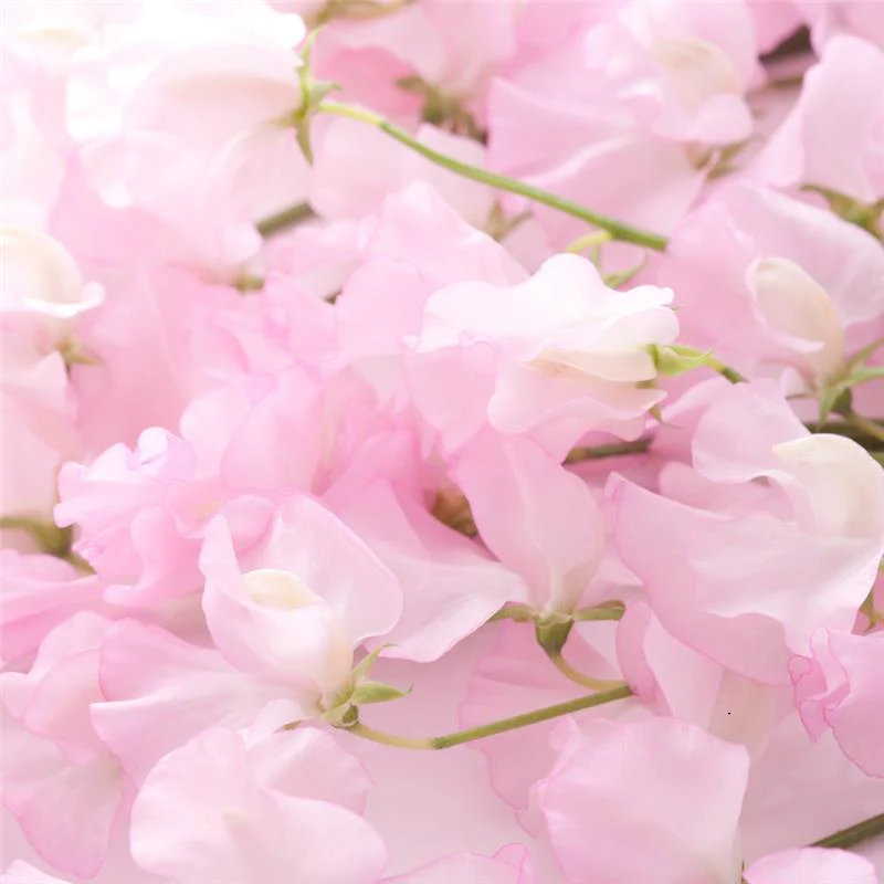 Sweet Pea Blossom Fragrance Oil - Image 2